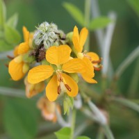 <i>Senna hirsuta</i>  (L.) H.S.Irwin & Barneby